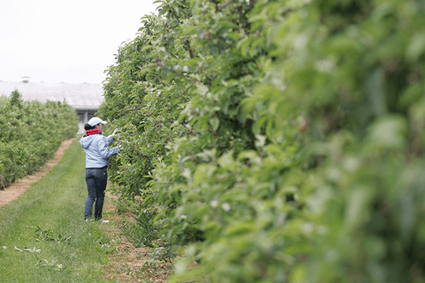 Skælskør Kirsebær plantager