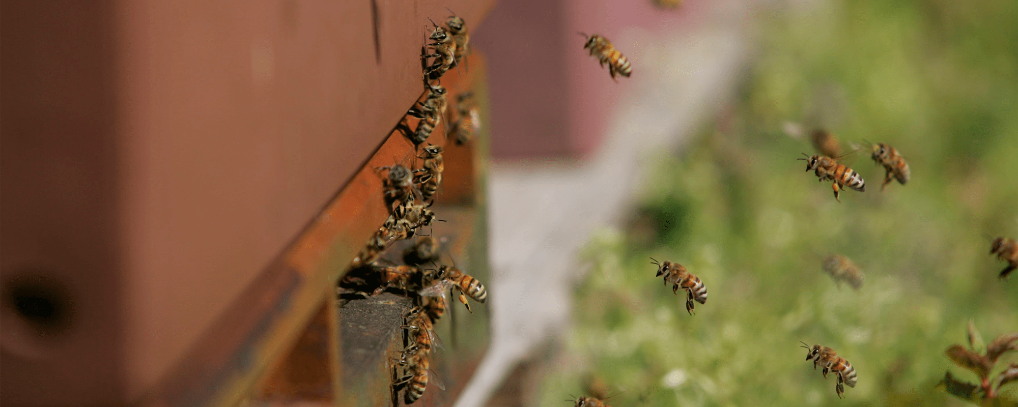 Bikasse med bier på plantagen