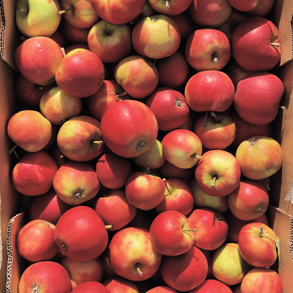Rød Elstar æbler i kasse
